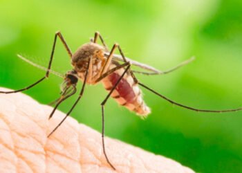 Adieu moustiques, bonjour papillons : le duo de plantes miracle pour protéger votre terrasse cet été – Modes et travaux