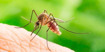 Adieu moustiques, bonjour papillons : le duo de plantes miracle pour protéger votre terrasse cet été – Modes et travaux